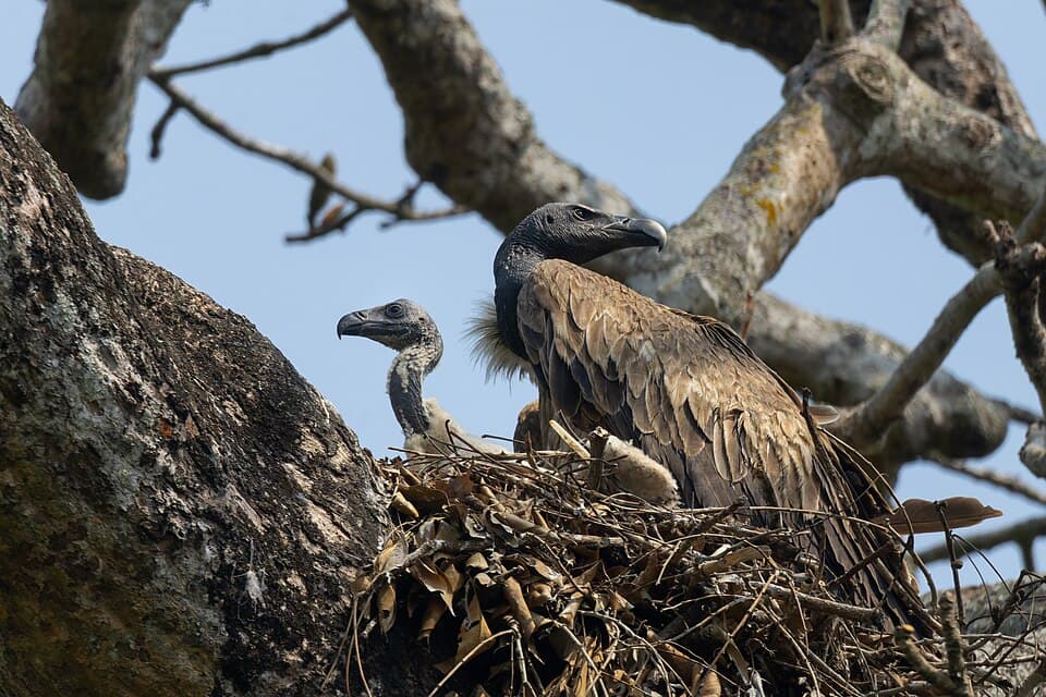 A Slender-billed Vulture at its nest in a tree