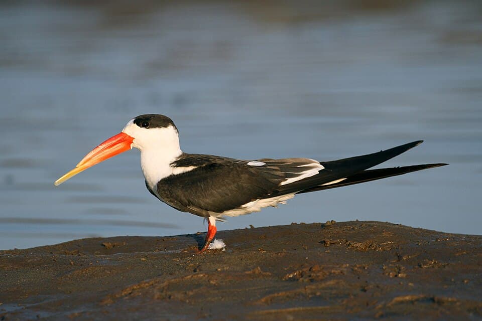 An Indian Skimmer on a riverbank, showing its orange bill with the longer lower half
