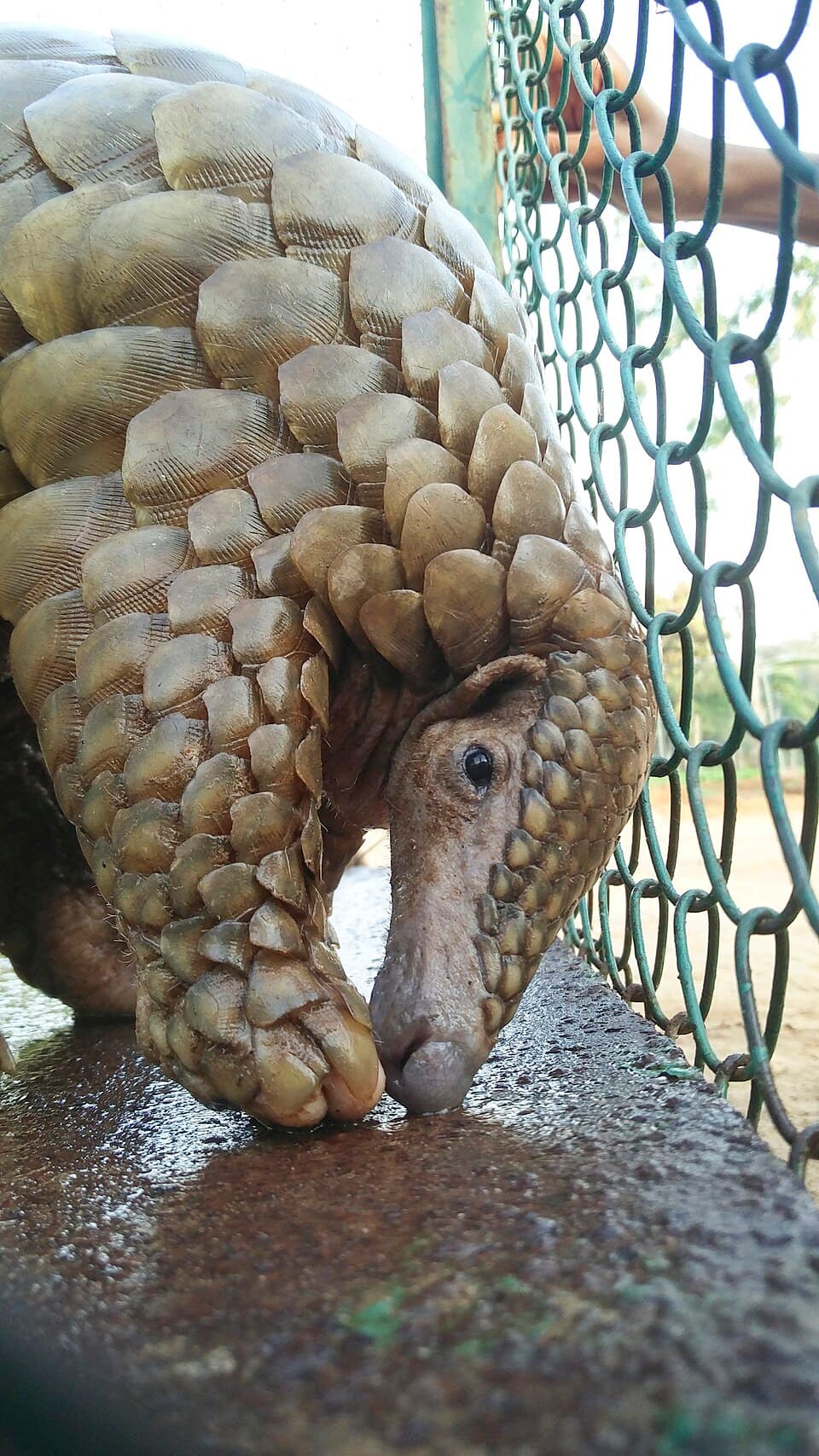 A rescued Indian pangolin climbing a wire fence