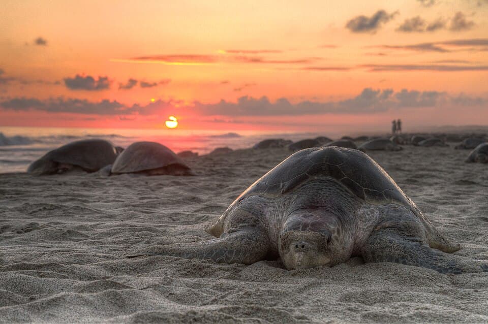 An Olive Ridley, one of the marine turtles the programme covers, on a nesting beach at sunset