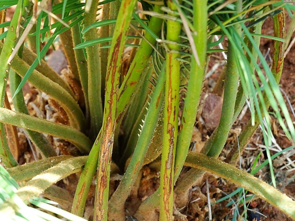 The narrow, stiff leaves of a Cycas beddomei plant
