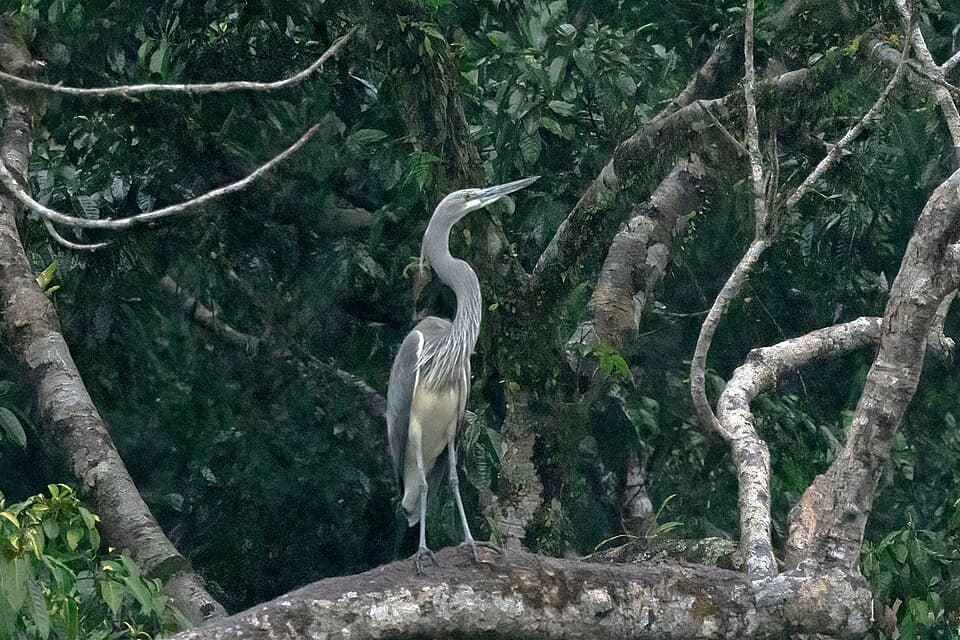 A White-bellied Heron perched on a branch in forest