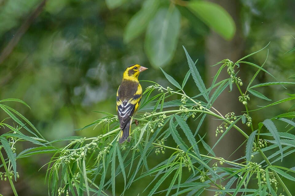 A male Finn's Weaver, yellow with a dark mask, perched in grass