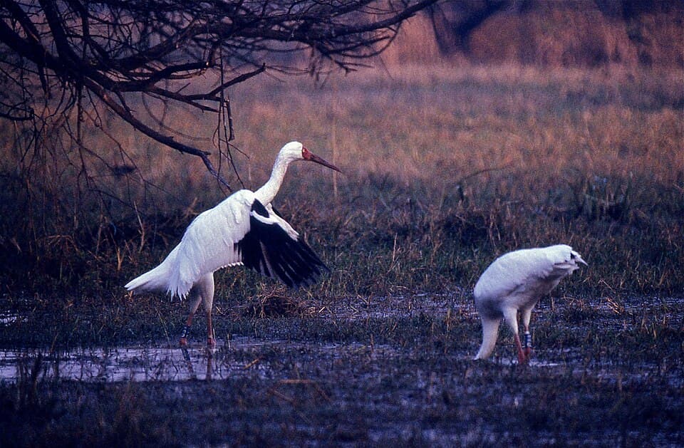 Siberian Cranes, white with red faces, feeding in a wetland at Keoladeo National Park