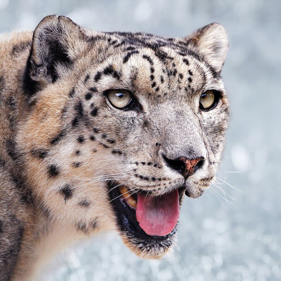 The face of a snow leopard, with its pale spotted fur