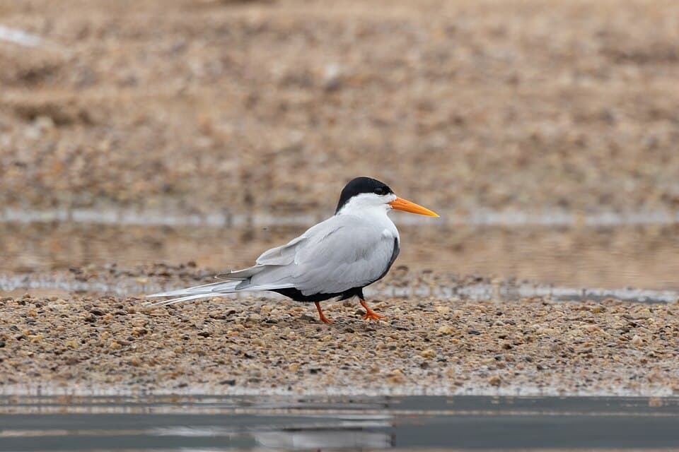 A Black-bellied Tern standing on a sandbank in Satkosia