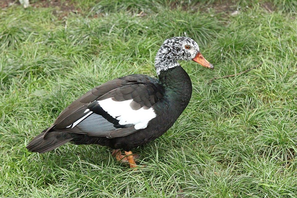 A White-winged Wood Duck, dark with a white speckled head, standing on grass