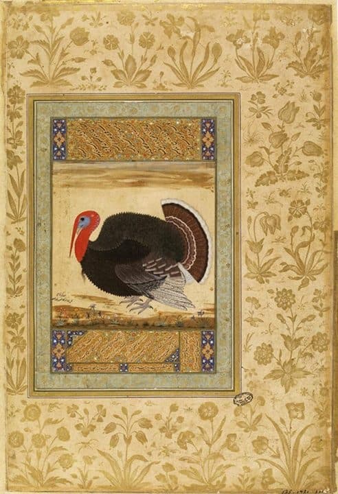 Mansur's turkey cock: Ustad Mansur's study of a turkey cock, about 1612, the precise natural history of Jahangir's album.